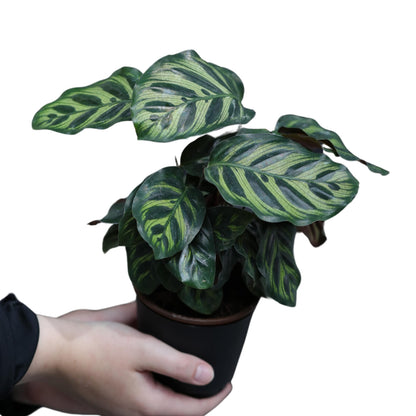 PLANTVERS Calathea Makoyana in 4inch Nursery Pot | Peacock Calathea | Air Purifier Plant | Live Topical Houseplant | Indoor Gift Plant | Low Light Plants for Home Decor