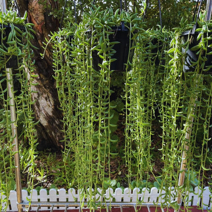 String of Banana Live Plants, Easy Indoor Trailing Succulent in 2.5" Pot, Hanging Succulent Houseplant Indoor Outdoor Planting