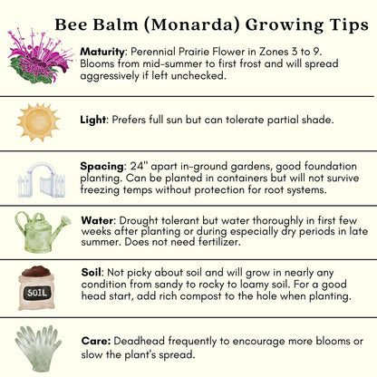 Clovers Garden Bee Balm Balmy Purple (Monarda) Plants – Two (2) Live Plants – Non-GMO - Not Seeds - Each 4" to 8" Tall – in 4" Inch Pots – Hardy Flowering Perennial, Pollinator Favorite