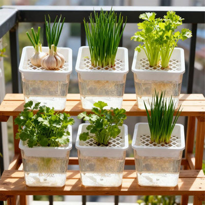 Plant Propagation Station - Clear Soilless Containers for Plants | Hydroponic Pots | For African Violets Alocasia Bedroom Living Room Patio Balcony Desk Porch