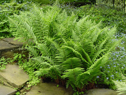 10 Lady Fern Plants Live, Live Fern Plants Outdoors, 10 Bare Roots for Gardening, Not Plant