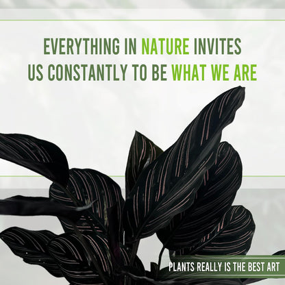 LEAL PLANTS ECUADOR Calathea Ornata Sanderiana (Pack of 2)| Elegant Pinstripe Prayer Plant for Indoor Natural Décor | Pink Striped Foliage | Lush Pet-Friendly Indoor Plants Home, Office & Gift
