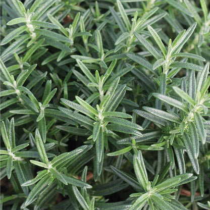 American Plant Exchange Rosemary Herb – Live 6-Inch Potted Edible Plant, Fragrant Evergreen Culinary Herb for Cooking, Indoor Windowsill, Patio Garden & Outdoor Container Landscaping