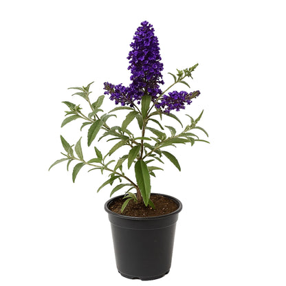 Easy to Grow Buddleia Butterfly Bush Buzz Midnight 1 Plant - Potted Perennial Flower in a Quart Pot, Summer Fragrant Dark Purple Blooms in Sun