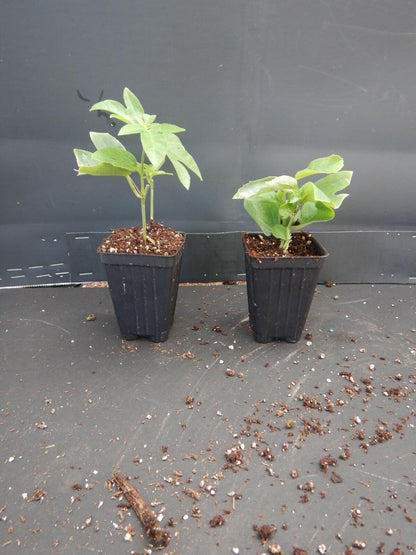 Live Plant - Lady Margaret Red Burgundy Passion Flower Vine Fragrant Live Plant Passiflora
