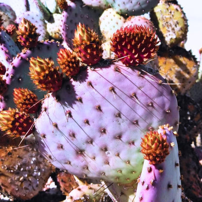 Purple Prickly Pear Cactus Live Plant, in 3 Inch Pot, Prickly Cactus Plant, Colorful Succulent for Garden and Containers