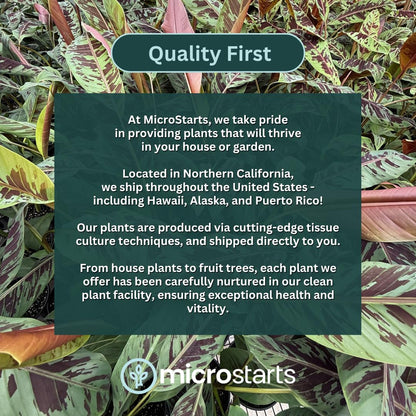 Zebrina Banana, Blood Banana - 1 Plant - Ornamental Tropical Plant