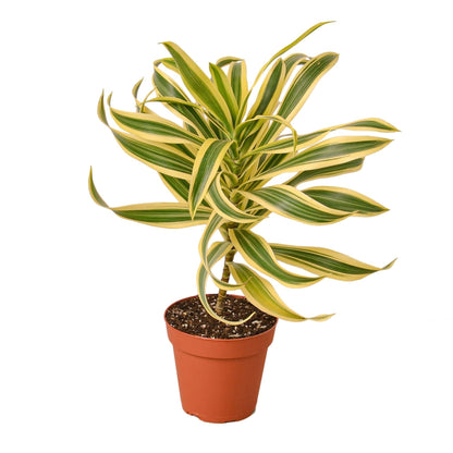 Dracaena 'Song of India' | Live Plant for Indoor & Outdoor | for Living Room, Office, Bathroom | (4" Pot)