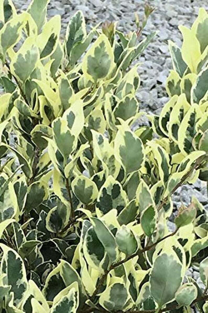 Live Plant - Jack Frost Ligustrum (Variegated Privet) - Live Plant - (2.5 Qt)