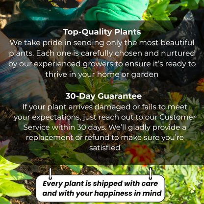 Sunset Orange Christmas Cactus Plant Live | 4 to 7 Inch Tall Potted Indoor Decorative Plant for Home & Office | Live Christmas Cactus Plants Houseplants | Christmas Hanging Baskets for Outdoors