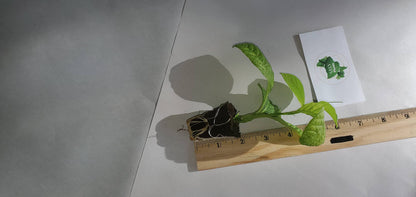 2-Live Passiflora quadrangularis 'Giant Grandilla' Starter Plants (Unable to Ship to:AZ, AK, HI, OR, PR)
