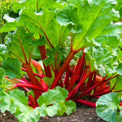 Pack 5 Rhubarb Crowns Extra Large (XL Size) Fast-Growing, Rhubarb Root Division Plant, High Yield, Rich Flavor, Red Stalks
