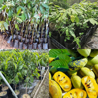Pawpaw Tree Live Plant, 6-15 Inch Tall, Quart Pot, Paw Paw Plant Live for Outdoor Planting, Cold-Hardy Fruit Tree