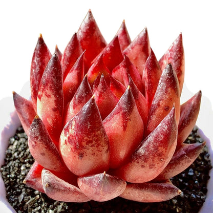 Echeveria Agavoides Romeo Rare Live Succulent Plants, Red 1 Head 2.7" Live Plant, Bare root without Pot Soil, Garden Indoor Office Desk, Wedding Party Baby Shower Decoration, Friend Plant Lovers Gifts