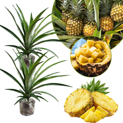 2 Pineapple Plants Live to Grow 5 to 8 Inch Tall, Sweet Pineapple Fruit Tree Live Plant for Outdoor (Sugarloaf Pineapple)