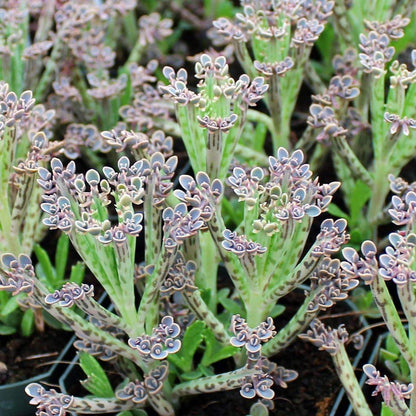 Kalanchoe Mother of Millions - Live Plant in a 2 Inch Pot - Kalanchoe Tubiflora - Beautiful Indoor Outdoor Cacti Succulent Houseplant