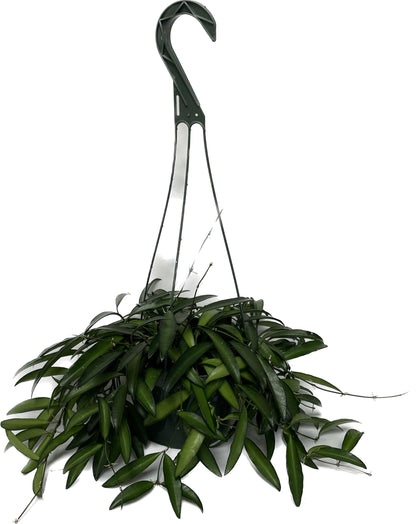 Hoya Wayetii Captivating Wax Plant - Air Purifing Live Plant - Hoya Plants Live Houseplants - Available in 2" Pot, 4" Pot and 6" Hanging Pot - Ships from CA (4" Pot, 2 Plants)