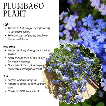 3 Blue Plumbago Plants Live, 4-7 Inches Tall, Tropical Flowering Shrub for Garden or Containers