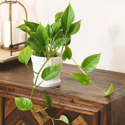 Pothos Golden (4 inch) - Lucky Houseplants - 4/6 inch Unique Live Decorative Houseplants - Easy to Care Indoor Plants, Perfect for Office, Home & Feng Shui Decor