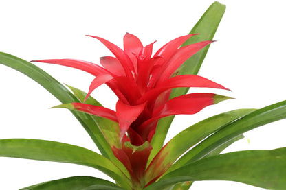 Bromeliad Red or Orange -4'' from California Tropicals