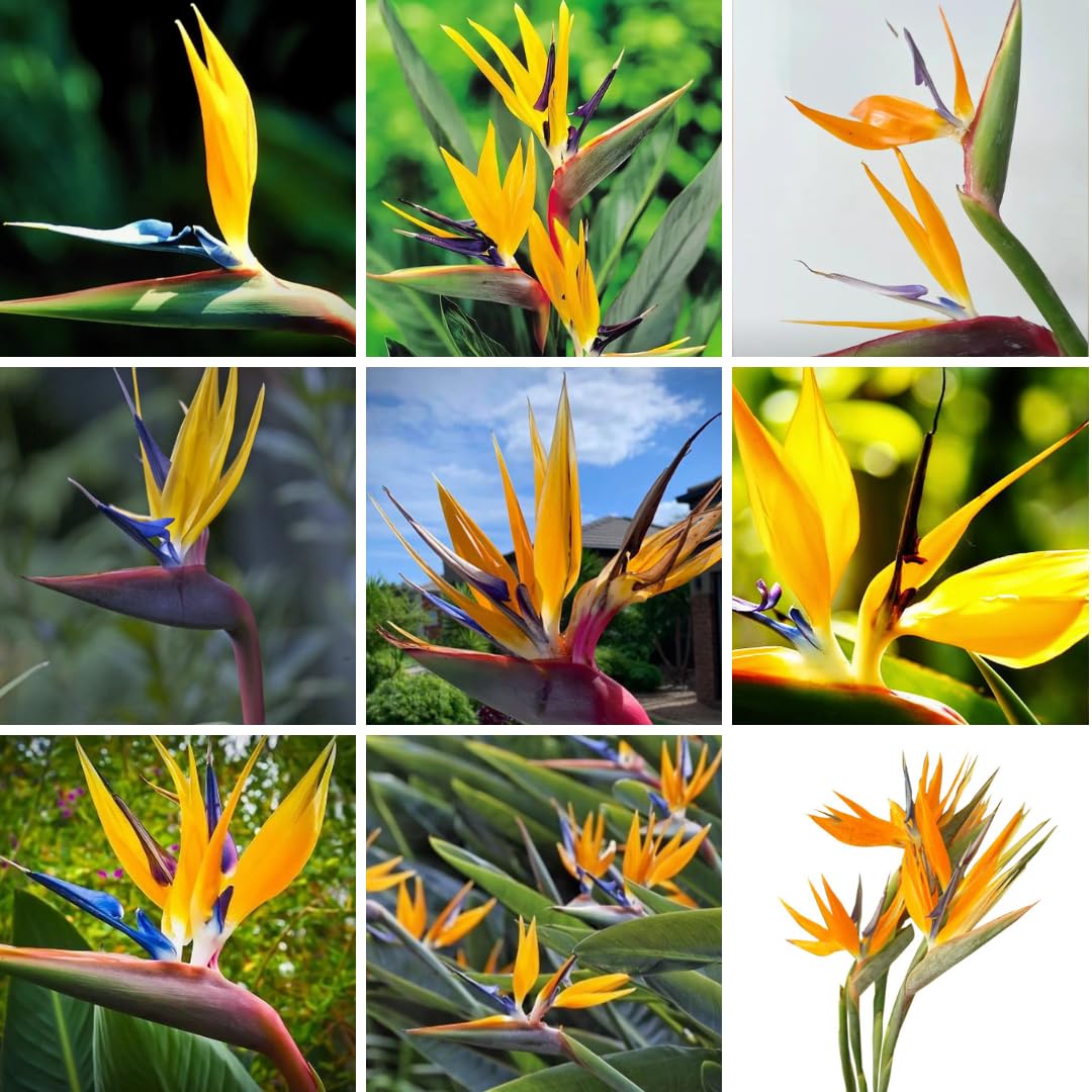 Set 2 Yellow Bird of Paradise Plants Live, Strelitzia Reginae Well-Rooted Bush, 5-9" Tall, No Pot, Tropical Perennial Blooming, Houseplant Indoor Outdoor Planting