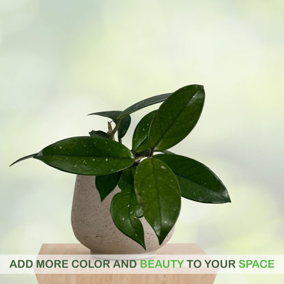 LEAL PLANTS ECUADOR Hoya Carnosa Live Plant (Pack of 2)| Wax Plant for Indoor Décor | Unique Houseplant with Waxy Foliage, Unique Gift for Plant Lover