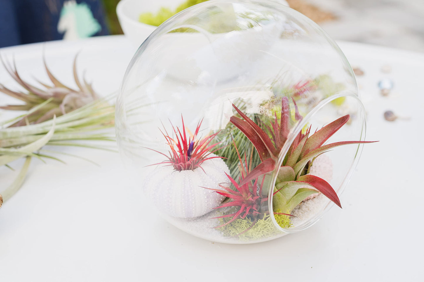 Air Plant Shop 5 Pack Mayan Collection of Tillandsia Air Plants - Wholesale and Bulk - Succulents - Live Tillandsia - Easy Care Indoor and Outdoor House Plants