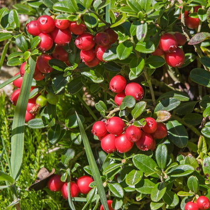 Red Lingonberry Plant, Live Red Lingonberry Starter Plant, Live Lingonberry Bush Plants, 4 to 6 Inch Tall