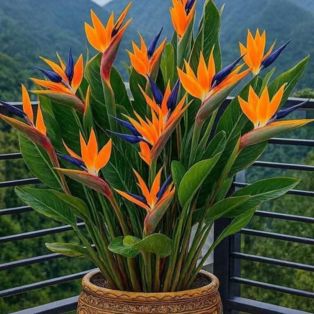 2 Orange Bird of Paradise Plants Live, Cold Hardy, 4-7" in Tall, Fast Growing, Strelitzia Reginae Flower for Spring Landscaping Ornamental Indoor Outdoor
