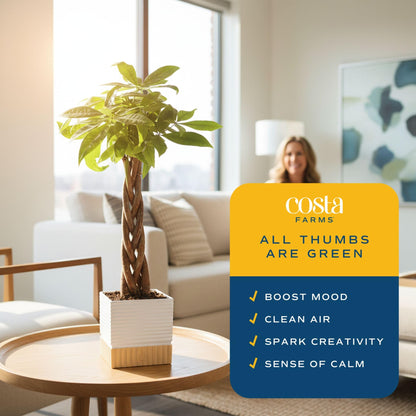 Costa Farms Money Tree Live Plant | 8-10 Inches Tall | Easy to Grow Indoor Houseplant in 2.5 Inch Plant Pot | Live Bonsai Home, Office, or Room Decor | Garden, Birthday, and Housewarming Gift