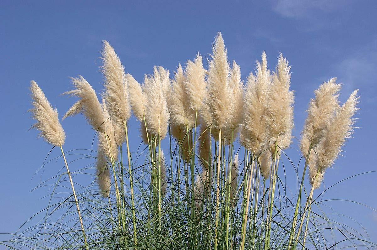 Pampas Grass | 40 Live Plants | Cortaderia Selloana | Drought Tolerant, Ornamental Grass, Tall Plumes, Outdoor Landscaping, Fast Growing, Low Maintenance, Garden Decor, Privacy Screen