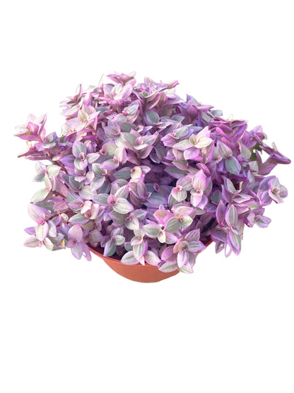 Live Succulent 4" Callisia Repens Pink Lady Turtle Vine, Succulents Plants Live Fully Rooted House Plant for Home Office Decoration, DIY Projects by The Succulent Cult