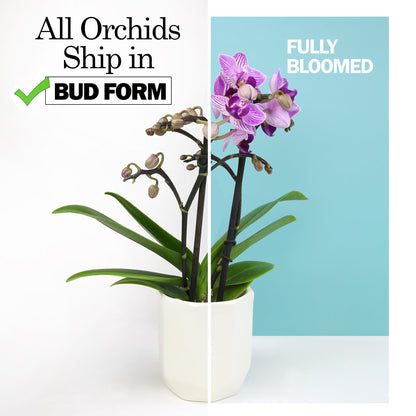 White Phalaenopsis Live Orchid Plant & White Orchid Pot, 20-24" Live Plant Gift, Fresh Orchids Plants Live House Plants, Live Plants Indoor Plants Live Houseplants Plant Lover Gift by Plants for Pets