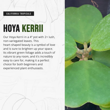 Hoya Kerrii (Non-Variegated 2+ Leaves) - 4" Pot from California Tropicals