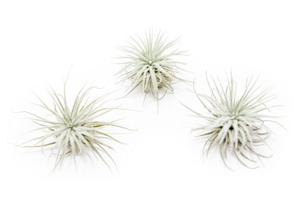 Small Tectorum Ecuador Air Plant - Live Tillandsia Succulent House Plants - Available in Wholesale and Bulk - Home and Garden Decor - Easy Care Indoor and Outdoor Plants (Small-1 PC)