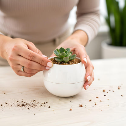 Willowy Small Succulent Pot (1 Pack) - Succulent Pots with Drainage Tray - Ceramic Plant Pots, Cactus/Succulent Planters, Small Flower Pot - No Succulents/Plants Included