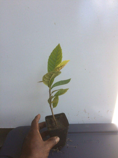Loquat Tree (Eriobotrya Japonica), Live Tree, Japanese Plump Golden Color Fruit Tree (4-9 Inches)
