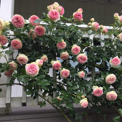 Heirloom Climbing Roses, Live Own Root Plant for Outdoor Garden, Eden Climber®, Lightly Fragrant, Hardiness Zones 5-10, Repeat Blooming