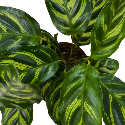 BubbleBlooms Calathea Makoyana, Peacock Plant in a 4 inch Pot Cathedral Calathea, Prayer Plant