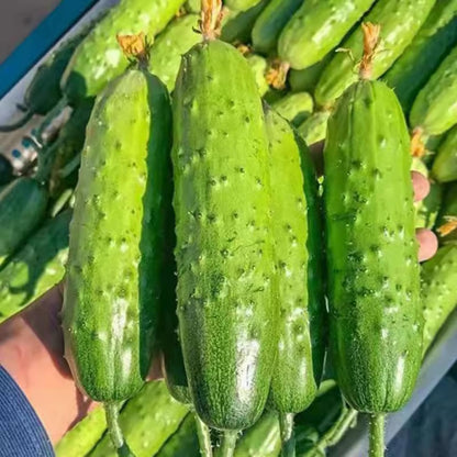 2 Cucumber Plants Live, Live Green Cucumber Plants Potted, 3 to 5 Inches Tall, 4 Inches Pot, Vegetable Plants Gardening Planting