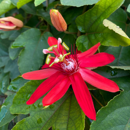 Set 2 Red Passion Flower Vine Plants - Live Passion Flowers Plants for Outdoor Garden, 4 to 8 Inch Size, Red Passion Flower Vine, Fragrant Flowers