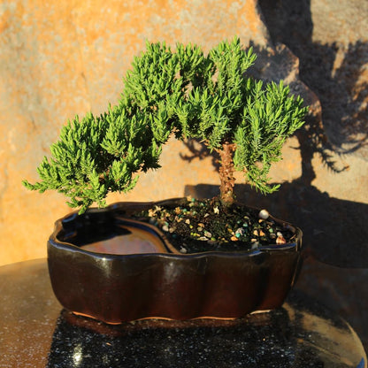 Brussel's Bonsai - Live Green Mound Juniper Bonsai Tree in Zen Reflections Pot, Outdoor Bonsai Tree Live Plant, 3 Years Old, 6-8 Inches Tall, Easy Care Bonsai for Patio Garden (Small)