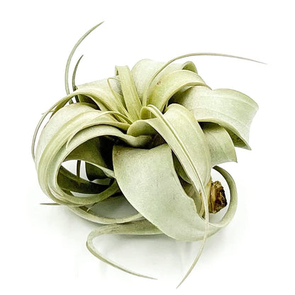 ragnaroc Air Plants - Tillandsia Xerographica, Small 2-3” - 1ct - Live Arrival Gauranteed - House Plants for Home Decor & Gift