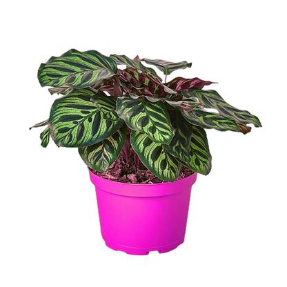6 Pack Calathea 'Makoyana' in 4in Pot - Live Tropical Houseplant - Easy to Grow | Air Purifying | Pet Friendly | Variegated | USA Growers | The Snobby Leaf