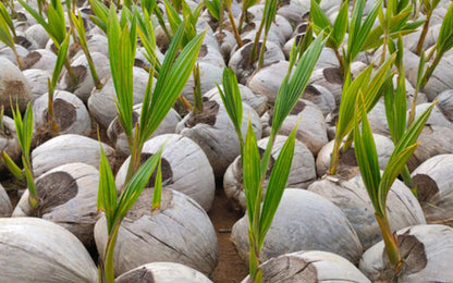 Live Dwarf Green Malayan Coconut Palm 6 to 12 inch Tall, Cocos nucifera Seedling for Planting, Sprouted Coco Plant Produces Edible Fruits, Ready to Grow