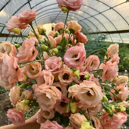 Apricot Lisianthus Eustoma Lisianthus Live Plant, Flowers Well Rooted Plug, 3-5'' Tall, Rose Plant for Landscape