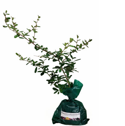 Scarlet Firethorn - Pyracantha coccinea - Live Shrub Plant - Red Berry White Flower - Emerald Goddess Gardens - Starter Sz 4 Inch Pot