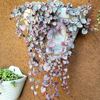 Variegated String of Heart Plant, 2" Pot, Ceropegia Woodii Variegata, Trailing Succulent Vine for Indoor Planting