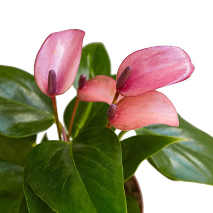 Anthurium Purple | Live Plant for Indoor & Outdoor | for Living Room, Office, Bathroom | (4" Pot)