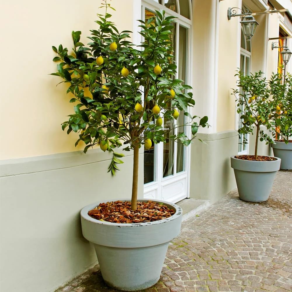 Brighter Blooms - Meyer Lemon Tree, 1-2 ft. - No Shipping to AK, AL, AZ, CA, FL, GA, HI, LA, MS, OR, TX